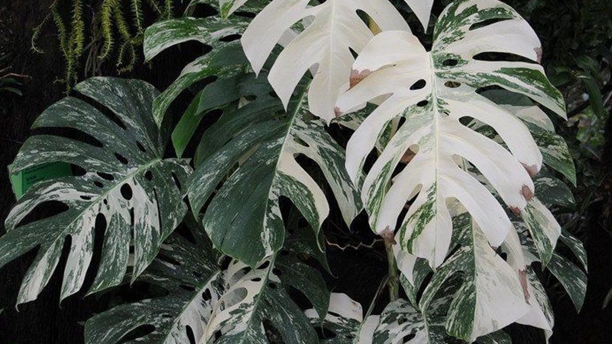 Variegated Monstera Albo with striking white patterns